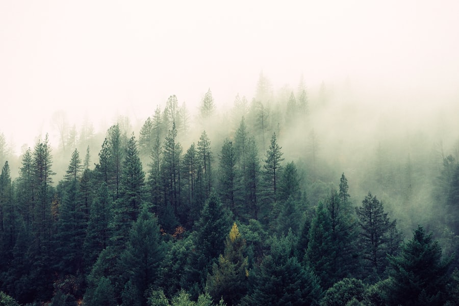 Forêt de conifères dans la brume