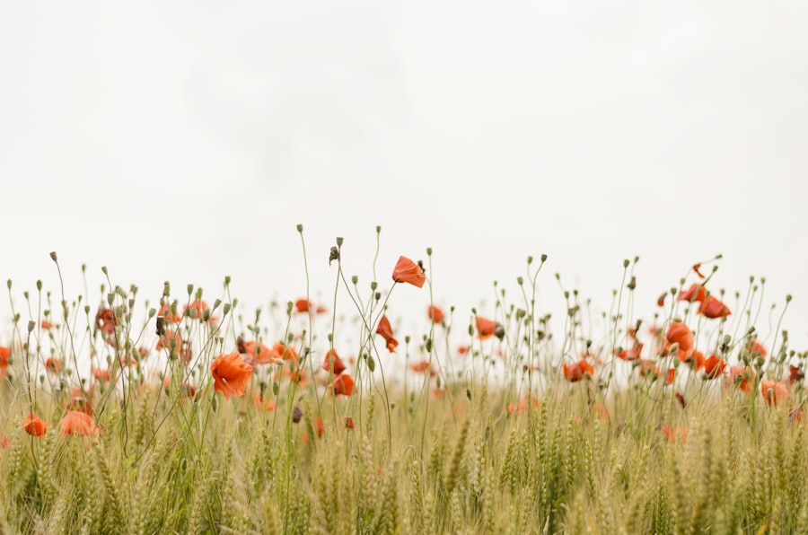 Prairie de coquelicots